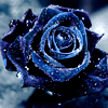 fyrdrakken: (Rose - indigo)