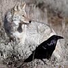 howling_laugh: (The beggars)