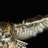howling_laugh: (owl eyes)