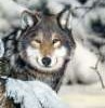 garvey: (Wolf)