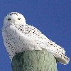 garvey: (Snowy owl)