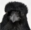 the_raven: (don't ask me to say nevermore)