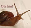 uisgich: (Snail!!)