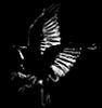 creator_raven: (bird shadow)