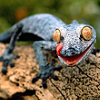creator_raven: (geckoes)