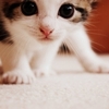 alwayswondered: A curious kitten peering adorably at the camera. (O HAI?)