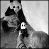 herdivineshadow: (scared panda)