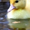 patita_fea: (Duckling)