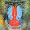 jld: The Standard JPEG Mandrill (mandrill)