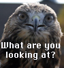 merhawk: (What are you looking at?)