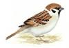 sparrowsion: tree sparrow (tree sparrow)