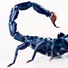 konsectatrix: close up of the last 3/4s of a scorpion. (scorpio. do try to contain your shock.)