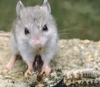 aaaaaaaagh_sky: (grasshopper mouse)