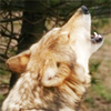 golden_retriever: (Wolf's Howling)