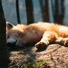 golden_retriever: (Wolf's Lazy)