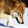 golden_retriever: (Wolf's Curious)
