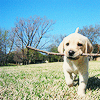 leanwellback: golden lab puppy carrying a stick (stock- i broughted you a stick)