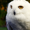 huntwithoutend: (owl; I rebel)