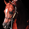 radioactivecowboy: (Horse)