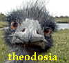 theodosia: (emu)