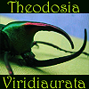 theodosia: (beetle)