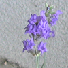 hennes: Lavender (Default)