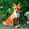 smugfox: one foxy guy, I know (fox - posing)
