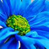 daiseechain: Blue Daisy (Daisy)