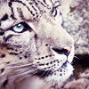 amarantine: Beauty (snow leopard)