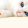 everythingiam: (STOCK :: blue eyed kitty cat)