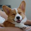 valancy: smiling corgi (happy puppy!)