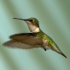 heromaniac: (Hummingbird)