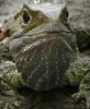 punktortoise: (tuatara)