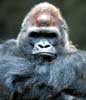 firecat: gorilla with arms folded looking stern (unamused)