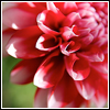ahouseforrain: closeup of a pink flower, off center (life can be joy)