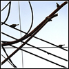 ahouseforrain: abstract crop of birds and telephone wires (thinking in geometry)