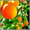 ahouseforrain: oranges on the tree (the daughter of oranges)