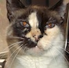 firecat: the face of my cat Biscuit (biscuit)