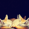 myluckyseven: Three fennecs taking a nice nap (hey man let's chill)