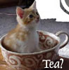 jennaria: Kitty in a teacup (tea?)