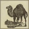 damned_colonial: A camel. (camel)