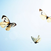 fleurrochard: Three flying butterflies (butterflies)