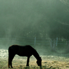 ikissdhimbck: (Horse)