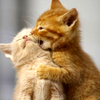 ikissdhimbck: (Cats)