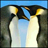 swankyfunk: (penguins in love)