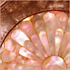 stranger: mother of pearl inlay detail (mother of pearl)
