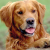 whatsupcroc: (☈ golden retriever: happy happy joy joy)