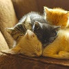 aredblush: (stock : animal : kittens heap)