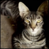 lionlike_tabby: (Animagus - watching you all)