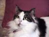 cynthia1960: picture of my cat (Snickers)